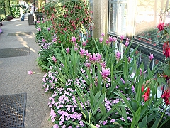 418 Longwood Gardens [2008 August 23]